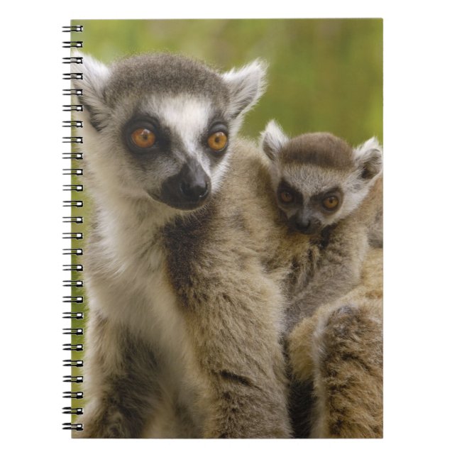 Caderno Espiral Lêmures-de-cauda-anelada (Lemur catta) Mãe e bebê. (Frente)