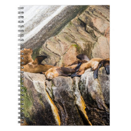 Caderno Espiral Leões Do Mar Deitados Nas Rochas