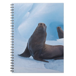 Caderno Espiral Leões-marinhos estelares brincalhões lutam em iceb