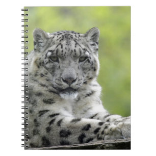 Caderno Espiral Leopardo de neve