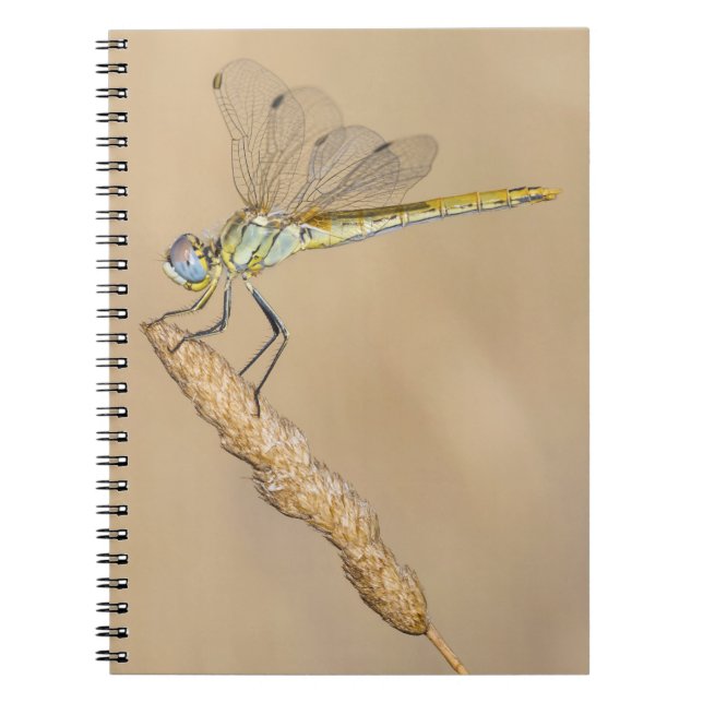 Caderno Espiral Libélula Skimmer Inseto Fêmea (CC BY 4.0) Notebo (Frente)