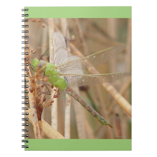Caderno Espiral Libélula Verde I1 (Frente)