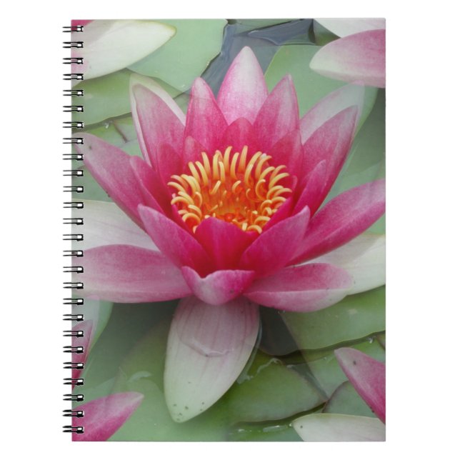Caderno Espiral Lily de Água do Lotus Rosa (Frente)