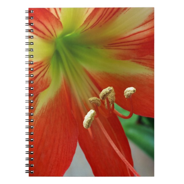 Caderno Espiral lily laranja (Frente)
