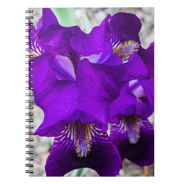 Caderno Espiral Linda íris roxa (Frente)