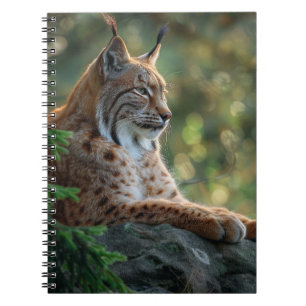 Caderno Espiral Linda lince relaxando numa pedra