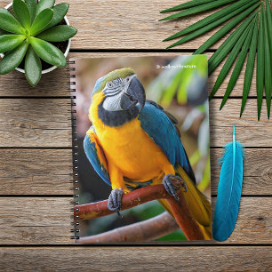 Caderno Espiral Linda Mara Azul e Dourada