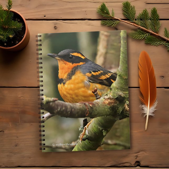 Caderno Espiral Linda variedade de sabiá-lo na árvore (Beautiful Varied Thrush in the Tree Journal Cover Photo)