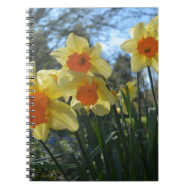 Caderno Espiral Lindas flores primavera amarelas, daffodilas laran