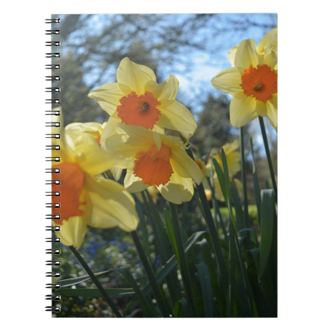 Caderno Espiral Lindas flores primavera amarelas, daffodilas laran (Frente)