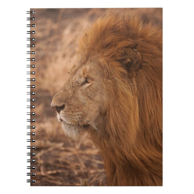 CADERNO ESPIRAL LÍON DE MANCHA LONGA (Frente)