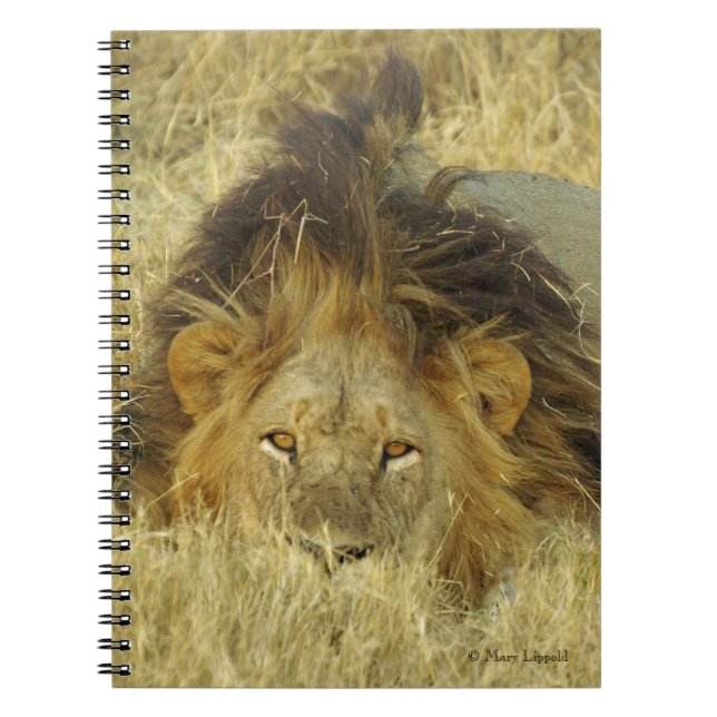 Caderno Espiral Lion Male (Frente)
