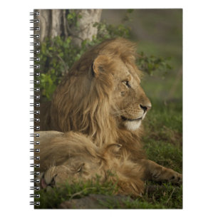 Caderno Espiral Lion, Panthera leo, Lower Mara, Masai Mara GR,