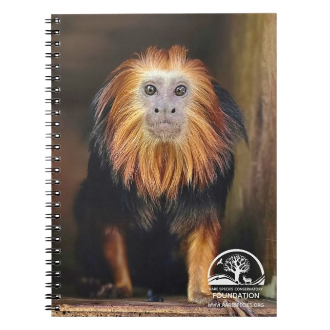 Caderno Espiral Lion Tamarin de ouro (Frente)