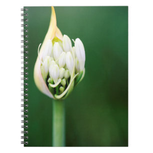 Caderno Espiral Lírio Africano, Agapanthus Praecox, Cidade do Cabo