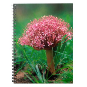 Caderno Espiral Lírio Africano (Agapanthus Praecox), Mala Mala