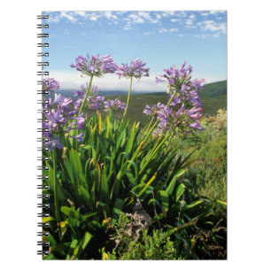 Caderno Espiral Lírio Africano (Agapanthus praecox), Mossel Bay