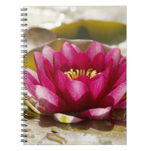 Caderno Espiral Lírio de água
