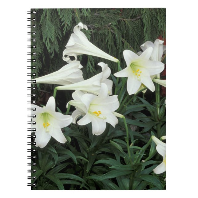 Caderno Espiral Lírio-de-páscoa (Lilium regale) (Frente)
