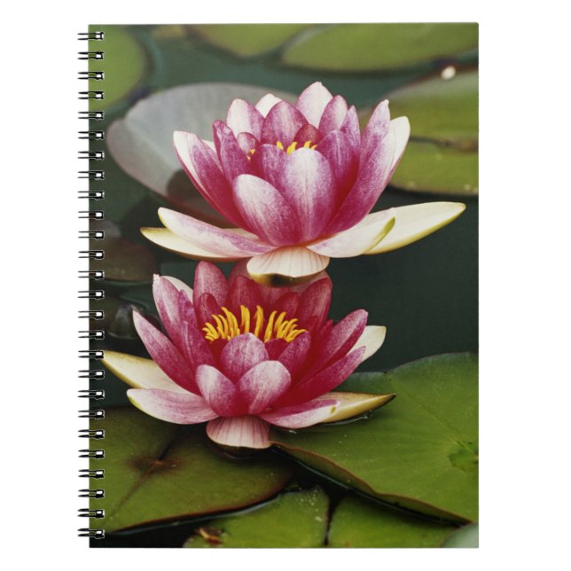 Caderno Espiral Lírios-d'água híbridos (Frente)