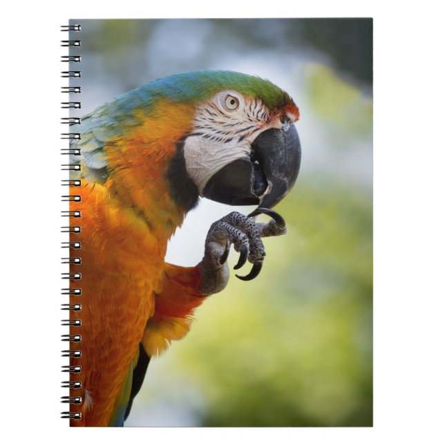 Caderno Espiral livro de nota do macaw (Frente)