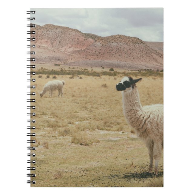 CADERNO ESPIRAL LLAMA BRANCO NA GRAMA MARCADA (Frente)