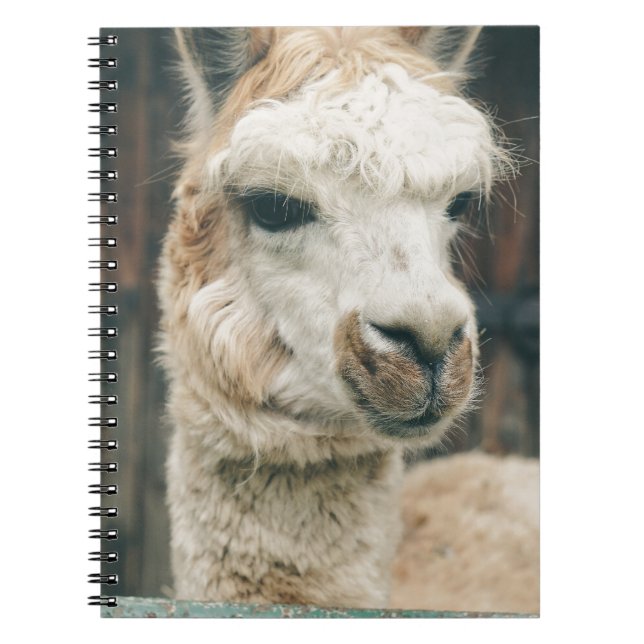 Caderno Espiral Llama Close Up (Frente)