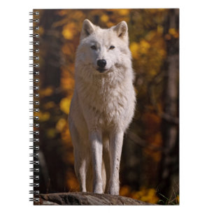 Caderno Espiral Lobo Ártico em Rock