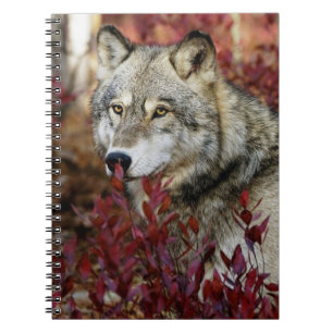 Caderno Espiral Lobo na folhagem de outono