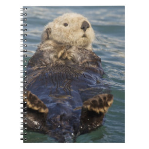 Caderno Espiral Lontras marinhas brincam em icebergs na Enseada Su