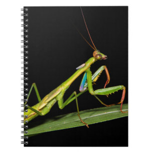 Caderno Espiral Louva-a-deus, Odzala, Parque Nacional de Kokoua