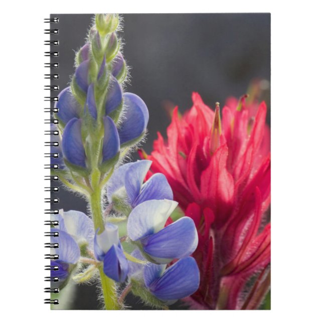 Caderno Espiral Lupino Prateado, Pincel de Lavanda (Frente)