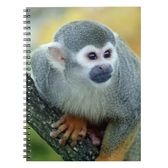 Caderno Espiral Macaco 004 (Frente)