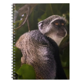 Caderno Espiral Macaco azul, Zanzibar