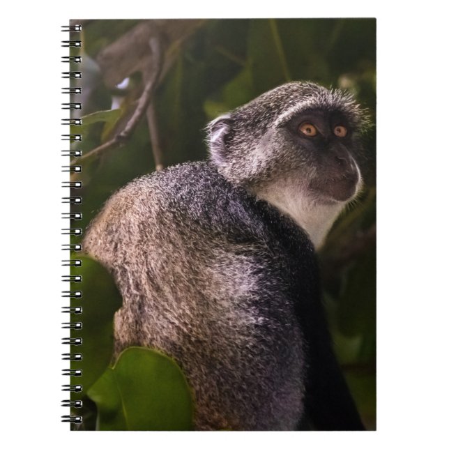 Caderno Espiral Macaco azul, Zanzibar (Frente)