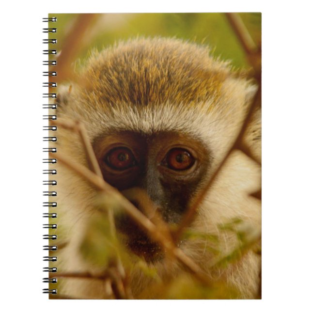 Caderno Espiral Macaco Cheeky. (Frente)