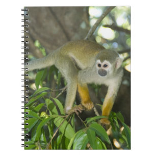 Caderno Espiral Macaco-de-cheiro-comum, (Saimiri sciureus), Rio