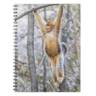 Caderno Espiral Macaco Dourado de Nariz Arrebitado Balançando no G
