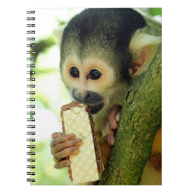 Caderno Espiral Macaco-esquilo-do-bebê giro comendo um biscoito de (Frente)