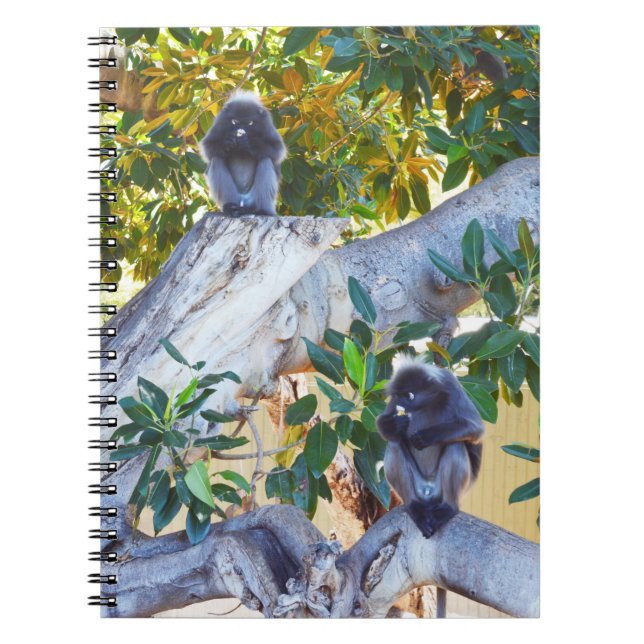Caderno Espiral Macacos Black Langur Comendo, Notebook (Frente)