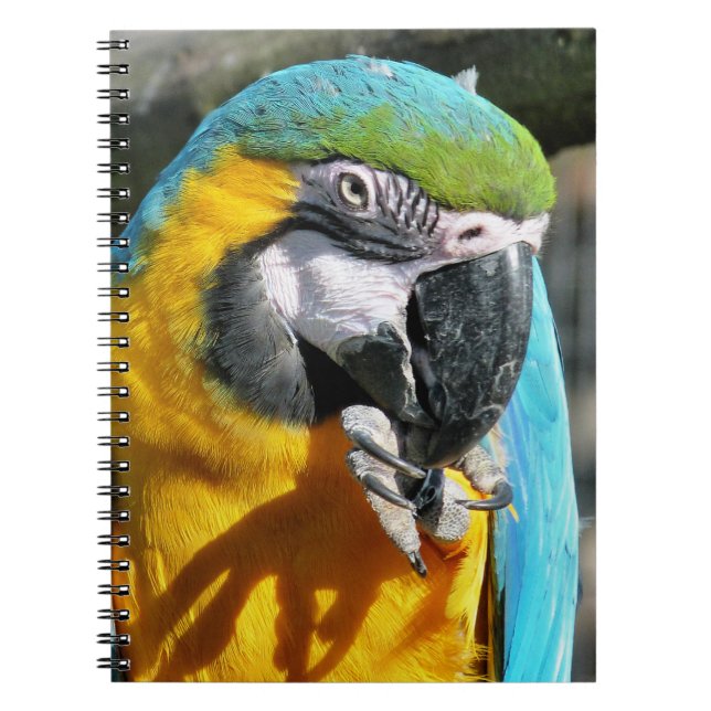 CADERNO ESPIRAL MACAWS (Frente)