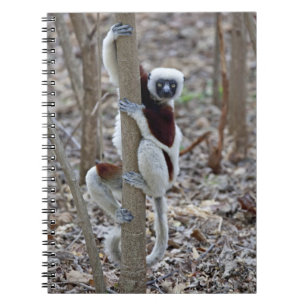 Caderno Espiral Madagascar, Reserva Ankarafantsika; Ampijoroa;