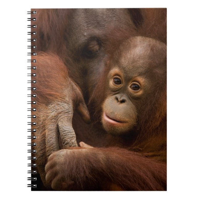 Caderno Espiral Mãe de orangotango e bebê no zoológico (Frente)