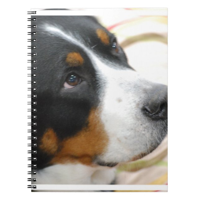 Caderno Espiral Maior cão suíço doce da montanha (Frente)