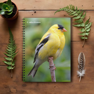 Caderno Espiral Male American Goldfinch no Bambu