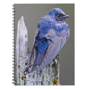 Caderno Espiral Male Purple Martin nest sobre o lago Sammamish