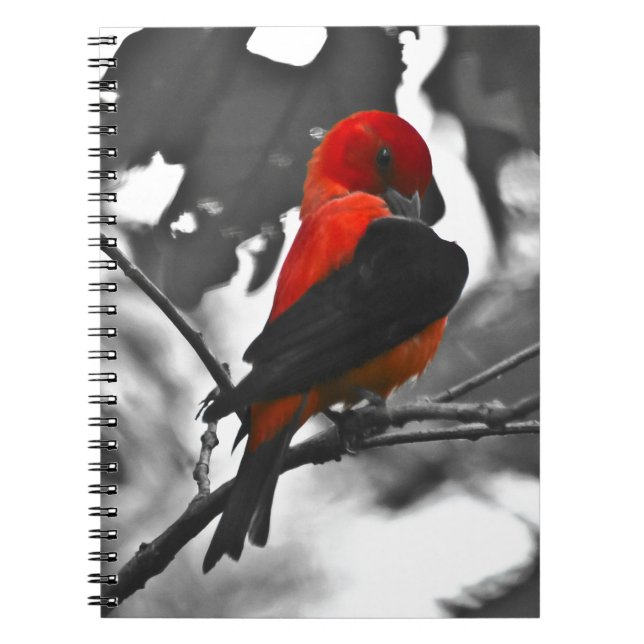 Caderno Espiral Male Scarlet Tanager (Frente)