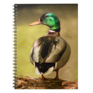 Caderno Espiral Mallard Duck