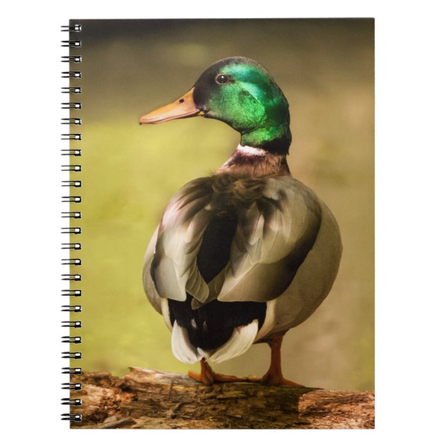 Caderno Espiral Mallard Duck (Frente)