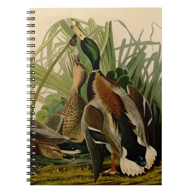 Caderno Espiral Mallard Duck - Pincel de Ave Audubon (Frente)